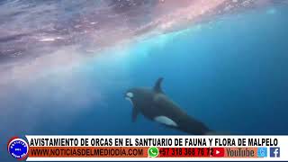 ORCAS EN ISLA MALPELO [upl. by Ellehcir]