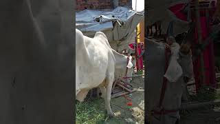 2024 song bhojpuri cow newmusic cowcow music [upl. by Cr166]