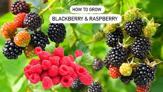 How to grow Raspberry and Blackberry in Containers [upl. by Marla]