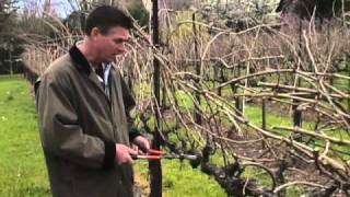 How to Prune a Grape Vine [upl. by Jahdai280]