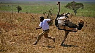 TOP 10 ANIMALES MÁS LETALES DEL SAHARA [upl. by Eidnew]