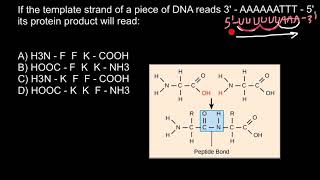 Template Strand of the DNA Codons and Amino Acids [upl. by Mikihisa223]