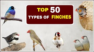 Top 50 Types of Finches  Finches and Names [upl. by Harihat522]