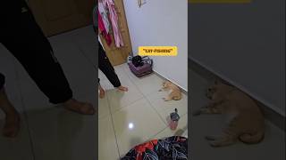 Demi wetfood kucing terpaksa berlakon jadi ikan catfishing 🤣 [upl. by Hubsher286]