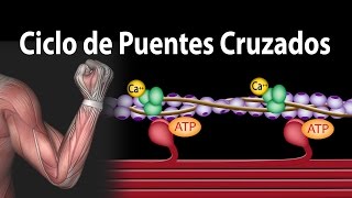 Contracción Muscular  Ciclo de Puentes Cruzados Alila Medical Media Español [upl. by Rozanne996]