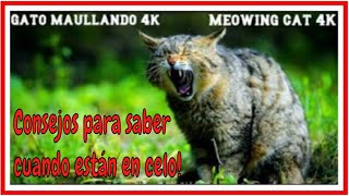 Gato maullando Fuerte en celo Sonido animal loud meowing cat Sound animal 4K [upl. by Hawken]