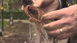 How to plant up hardy Geraniums from Mr Fothergills [upl. by Ronna]