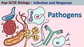 Science  GCSE Biology  Aqa Infection and Response The Four Pathogen Types [upl. by Drucy]