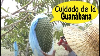 Secretos del Cultivo de la Guanábana Un viaje a la finca [upl. by Kilroy924]