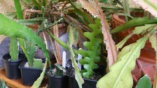 How to care for and grow Epiphyllum Cacti  Orchid Cactus Epiphytic cactus [upl. by Oicnevuj]