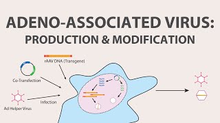 2 Adeno Associated Virus AAV  Production and Modification of AAV [upl. by Athey111]