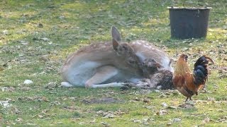 Die Geburt eines Hirsches  Birth of a deer  Bambi [upl. by Donny]