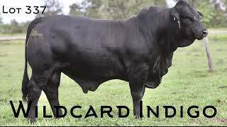 February All Breeds Lot 337 Wildcard Indigo [upl. by Adnaloy]