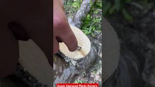 Why so expensive agarwoodhow to inoculation agarwood agriculture agarwood farming [upl. by Torie413]