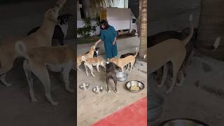 How to prepare dog food at home Tamil dogfoodrecipe feedstraydogs dogshorts [upl. by Leinoto]