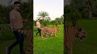 Big Bengal Tiger Walks In Chain  Nouman Hassan [upl. by Audra288]