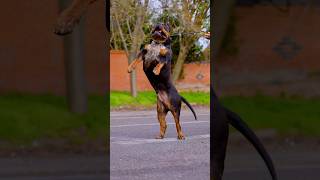 Pawsome Tricks Dogs Doing the Unexpected americanbully dogtrainingfundamentals [upl. by Okoyik]