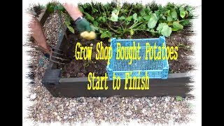 HGV Grow Potatoes in a Raised Bed Start to Finish with a Potato Reveal [upl. by Akkina]