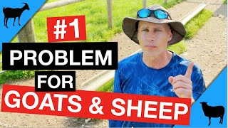 Worms 1 How To Tell If Your Goat or Sheep Has Worms [upl. by Wemolohtrab850]