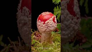 Fly Agaric Growing Time Lapse shorts [upl. by Irrehs509]