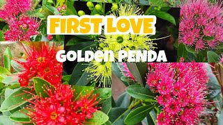 FIRST LOVEXANTHOSTEMON CHRYSANTHOSGOLDEN PENDAIn our Garden Virtual Tour🌷 [upl. by Bowra]