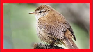 Cettis Warbler Song Cettis Warbler SongCall Cettis Warbler  Cetia Ruiseñor Canto Cettia Cetti [upl. by Bonacci]