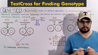 The Testcross One Character Mendelian Genetics [upl. by Schwerin]