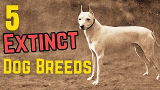 Top 5 EXTINCT Dog Breeds [upl. by Marge]