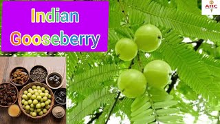 AMLA BENEFITS IN WINTER SEASONfoodayurvedaayurvedicmedicine youtubevideo Deliciousfoodsr1di [upl. by Revart214]