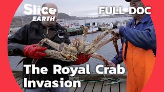 Invasive Royal Crab How This Species is Taking Over Northern Seas  SLICE EARTH  FULL DOCUMENTARY [upl. by Malinda]