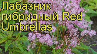 Лабазник гибридный Ред Амбреллас Краткий обзор описание filipendula hybrida Red Umbrellas [upl. by Macguiness]