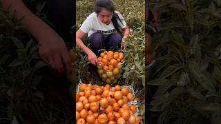 Ginseng Fruit Beautiful natural ginseng fruit harvest season nature natural [upl. by Naimad]