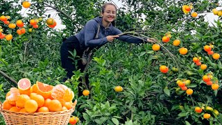 Harvest orange gardens to go to the market to sell cook and grill fish [upl. by Eendyc625]