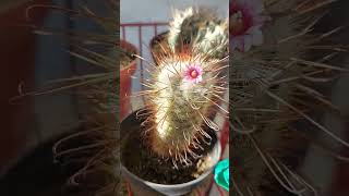 CACTUS MAMMILLARIA BOMBYCINA [upl. by Atniuqal99]