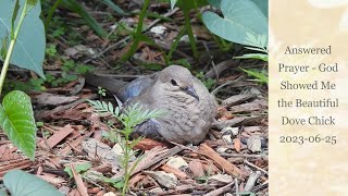 Answered Prayer  God Showed Me the Beautiful Dove Chick in the Garden  GODS CREATIONS [upl. by Wyn]