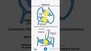 Zygospores and Zygosporangium [upl. by Akeemat]