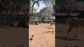 👆🏻 The warthog went to hit the leopard too wildlife africatravels travel youtubeshorts [upl. by Belmonte]