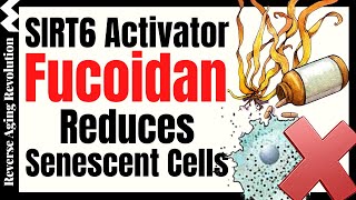 Fucoidan Reduces Senescent Cells Effectively vs Rapamycin Quercetin amp Dasatinib [upl. by Bernadine211]