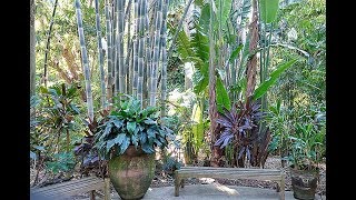 EN FLORIDE  UN JARDIN TROPICAL COMPOSÉ DE PLANTES DINTÉRIEUR COMME VOUS NE LES AVEZ JAMAIS VUES [upl. by Aleacin918]