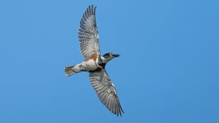 Belted Kingfisher Flyby Sony A1Sony Alpha1 4k [upl. by Attirb]