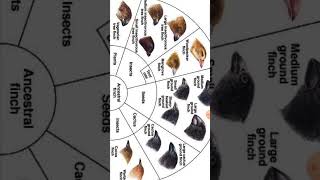 Darwin finches Theory of Natural selectionGalapagos island NEETBiology 1th 12th NCERTUPTGT PGT [upl. by Philemol]