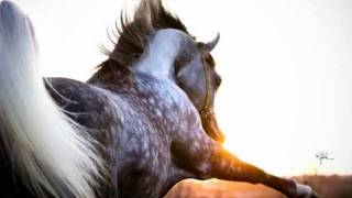 Breath of Desert♥Arabian horses tribute [upl. by Boesch]