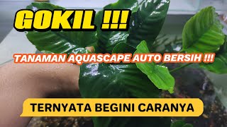 CARA AGAR TANAMAN AQUASCAPE AUTO BERSIH 100 [upl. by Brynn]