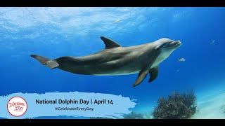 National Dolphin Day  April 14 [upl. by Oetomit]