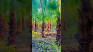 Washingtonia palm plants youtubeshorts viralvideo [upl. by Ahsiekat]