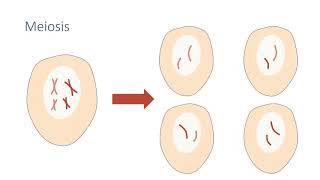 Meiosis [upl. by Tihor]