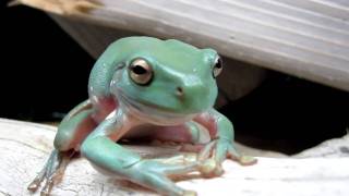 Whites Tree Frog shedding HD [upl. by Inanak]