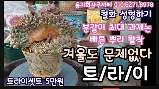 철화는 키우는 사람이 만들어가며 키울 수 있어서 매력 만점 철화도 예쁘게 키우는 트라이로 분갈이해요 윤지희사주까페 01062718978 [upl. by Ysnat]