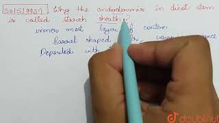 Why the endodermis in dicot stem is called starch sheath   CLASS 11  ANATOMY OF FLOWERING PL [upl. by Little]