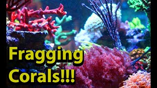 Fragging Corals  Easy Trick To Fragging And Attaching Soft Corals [upl. by Payton885]